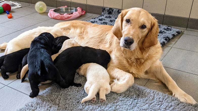 Rupert feeding with his littermates from mum