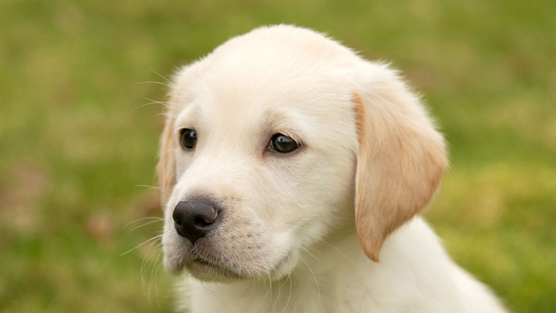 Headshot of guide dog puppy Rupert looking at the camera