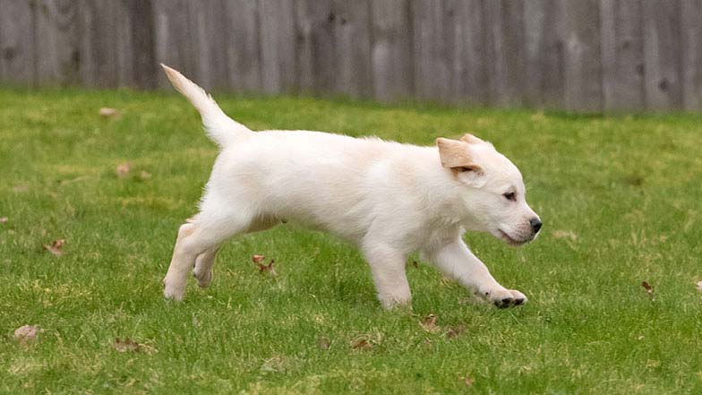 Rupert running in the grass