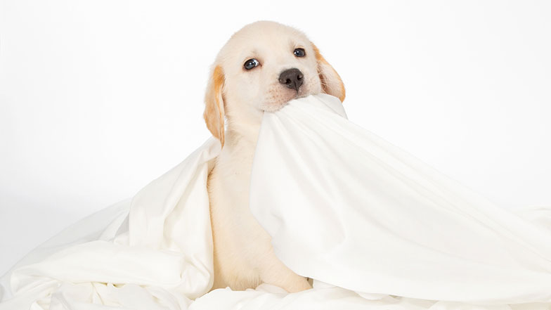 Rupert sitting in a white blanket holding a section in his mouth