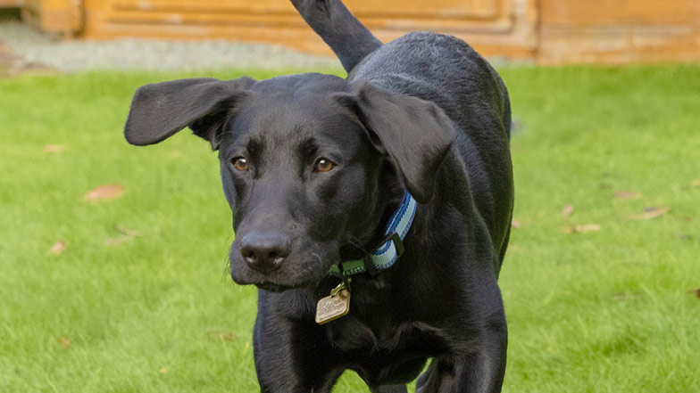 Close up of black Labrador Sage free running in the garden Close up of black Labrador Sage free running in the garden
