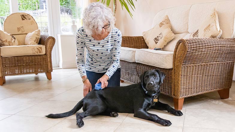 Sage lying on the floor inside whilst Chrisi grooms her Sage lying on the floor inside whilst Chrisi grooms her