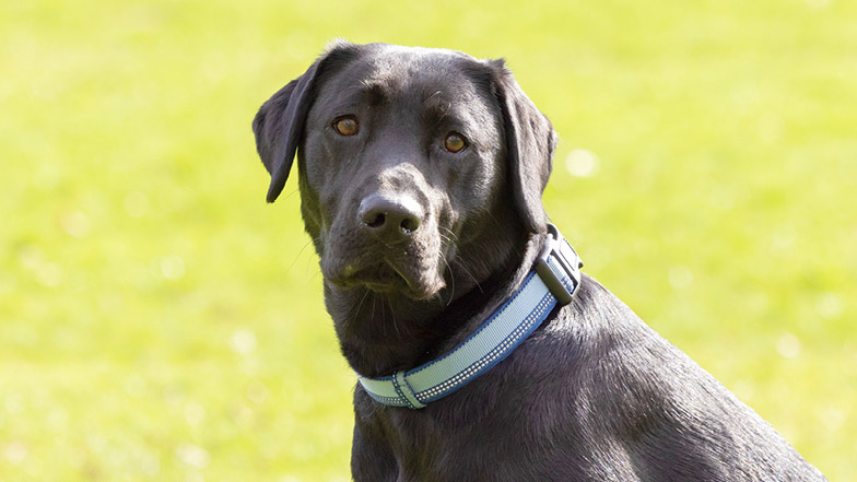 A close-up headshot of black Labrador Sage A close-up headshot of black Labrador Sage