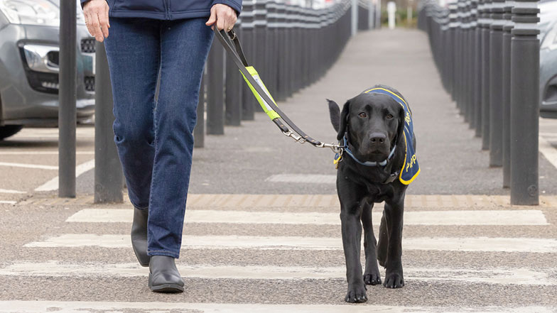 Sage on a loose lead walk with Puppy Raiser Chrisi Sage on a loose lead walk with Puppy Raiser Chrisi