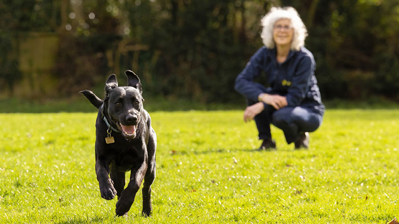 Sage running in a field while Puppy Raiser Chrisi smiles behind her Sage running in a field while Puppy Raiser Chrisi smiles behind her