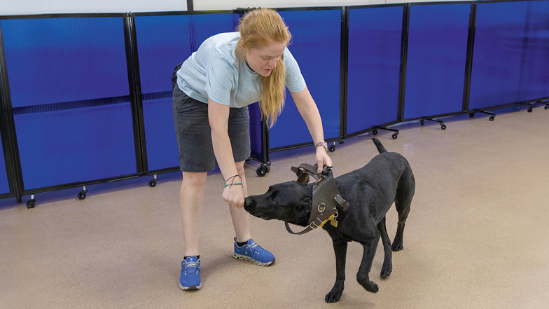 Sage putting her head through the brown training harness held by Victoria Sage putting her head through the brown training harness held by Victoria
