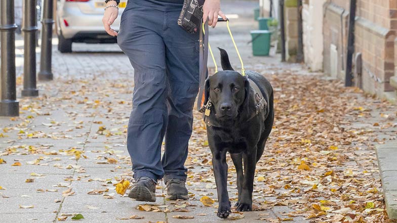 Black Labrador Sage wearing her brown training harness guiding trainer Victoria along a path. Black Labrador Sage wearing her brown training harness guiding trainer Victoria along a path.