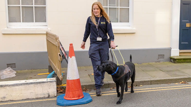 Sage wearing her brown training harness and guiding trainer Victoria around an obstacle blocking the pavement. Sage wearing her brown training harness and guiding trainer Victoria around an obstacle blocking the pavement.