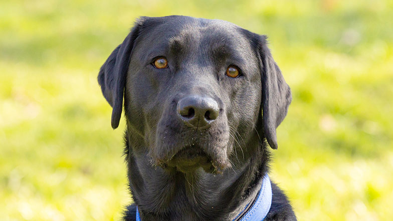 A headshot of black Labrador Sage looking into camera. A headshot of black Labrador Sage looking into camera.