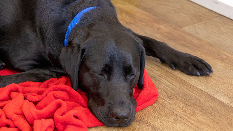 A close up of Sage asleep lying on a mat on a wooden floor. A close up of Sage asleep lying on a mat on a wooden floor.