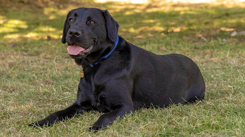 Black Labador Sage lying on grass looking to camera. Black Labador Sage lying on grass looking to camera.