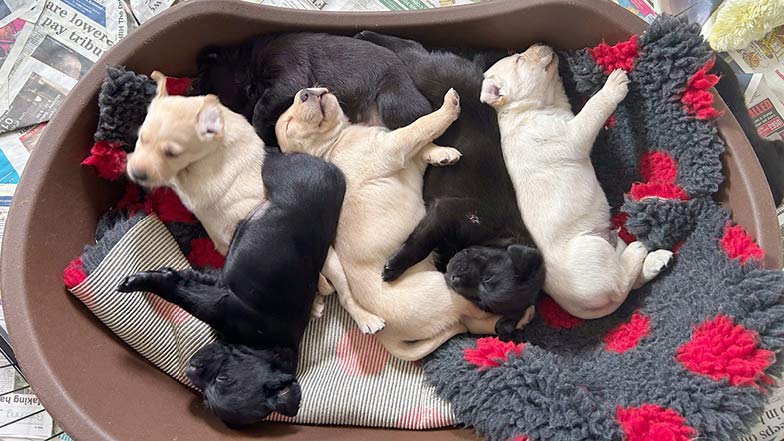 Sage and her siblings lying together on a dog bed Sage and her siblings lying together on a dog bed