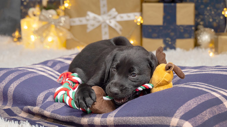 Sage chewing on her toy while lying on a dog bed in front of a stack of Christmas presents Sage chewing on her toy while lying on a dog bed in front of a stack of Christmas presents