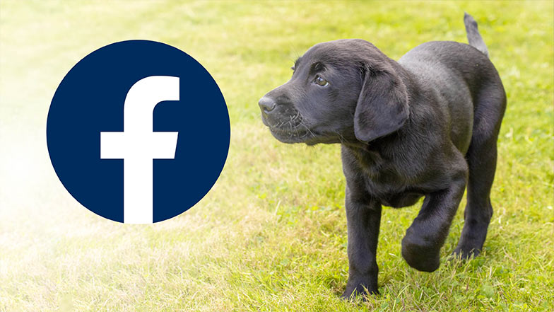 Guide dog puppy Sage walking outside with her nose pointing to the Facebook logo