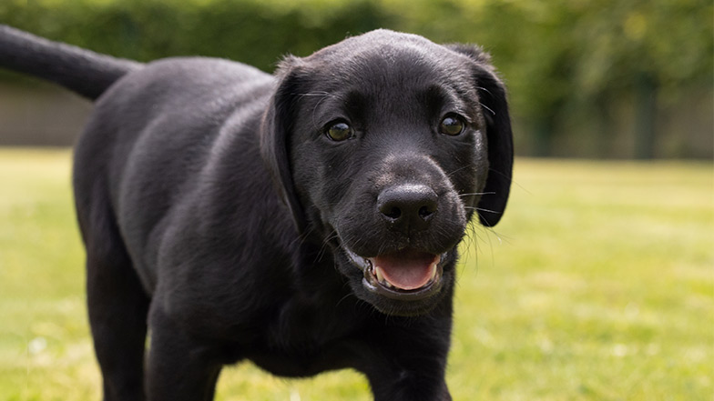 A close up of black Labrador Sage 