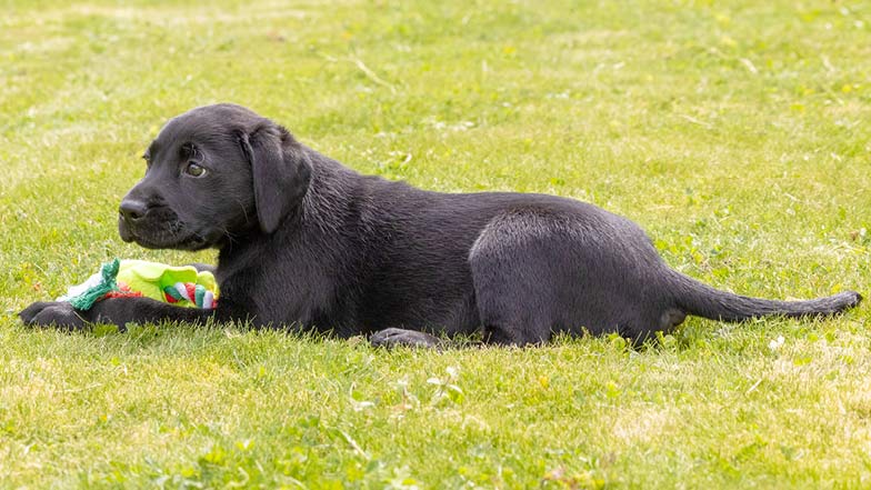 Sage lying in the grass with her toy in front of her Sage lying in the grass with her toy in front of her