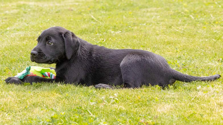 Sage lying in the grass with her toy in front of her