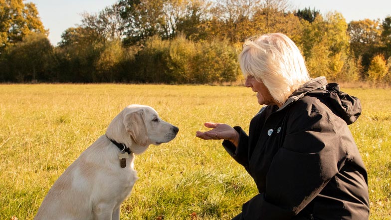 Spirit looking at her Guide Dogs trainer