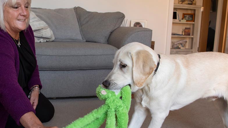 Spirit and puppy walker Jacki playing tug of war with a green monkey toy Spirit and puppy walker Jacki playing tug of war with a green monkey toy