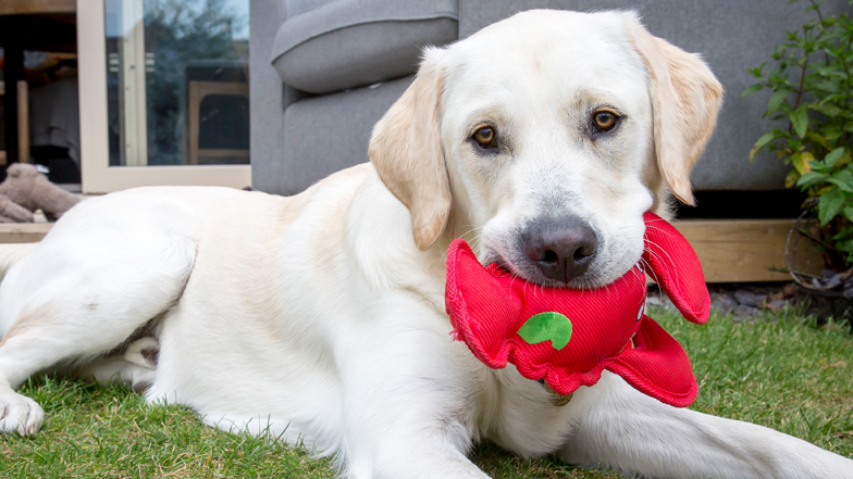 Spirit and a red soft toy Spirit and a red soft toy