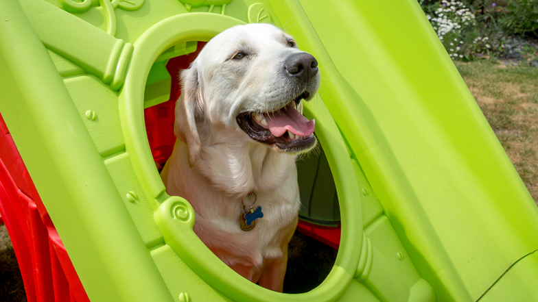 Spirit sitting in his playhouse Spirit sitting in his playhouse