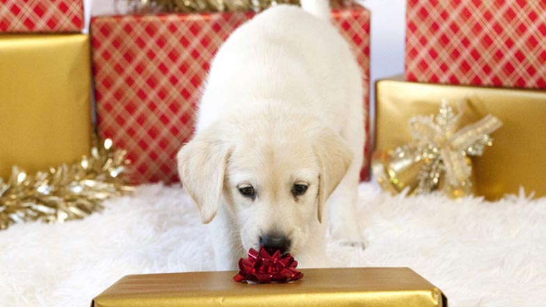 Spirit sniffing a Christmas present Spirit sniffing a Christmas present