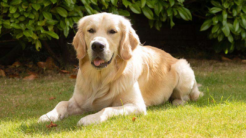 Sprout lying down on the grass