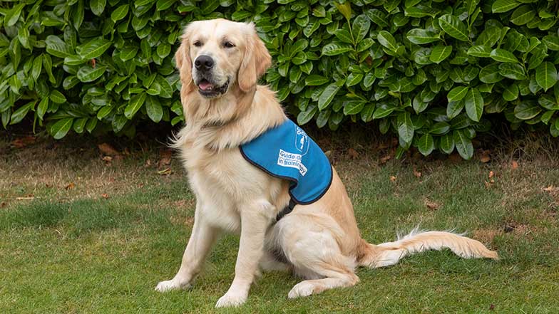 Sprout sitting on the grass wearing his puppy in training jacket