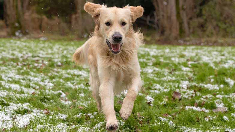 Sprout free-running in the snow