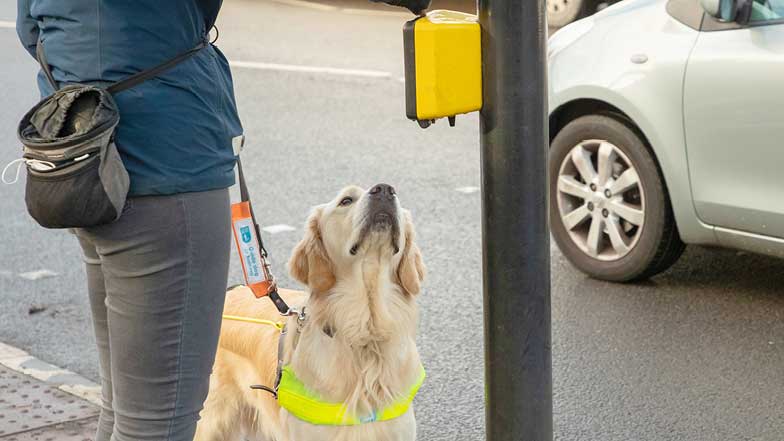 Sprout practising finding the button at a pedestrian crossing