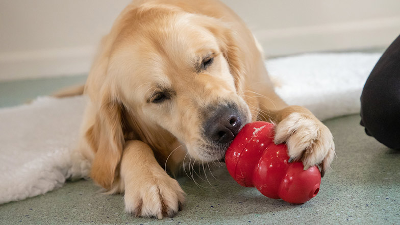 Sprout licking treats out of a Kong toy