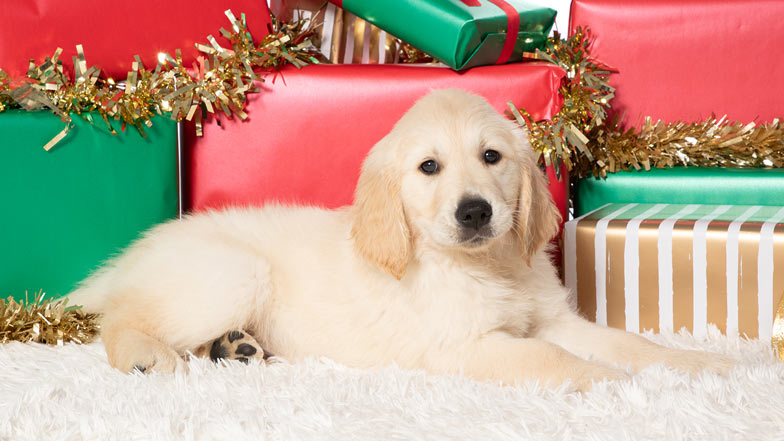 Sprout lying in front of Christmas presents