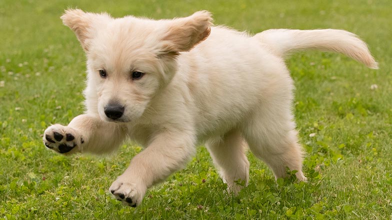 Sprout running through the grass