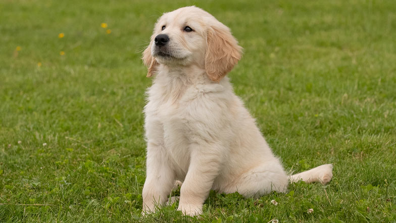 Sprout sitting in the grass