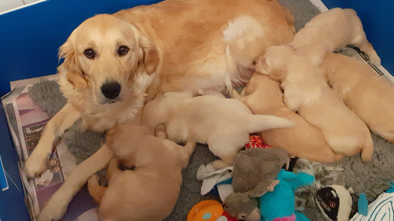 Sprout with his mum and his litter