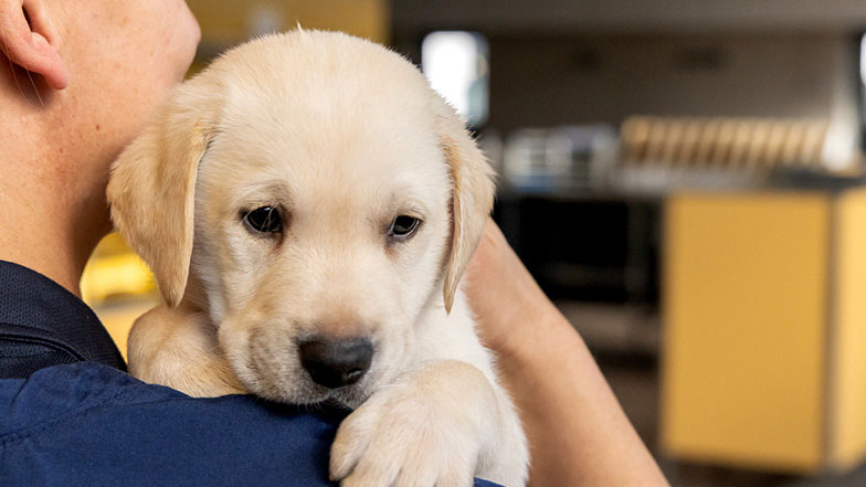 Theo being held by a Guide Dogs member of staff