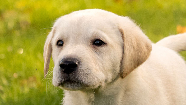 Headshot of guide dog puppy Labrador Theo