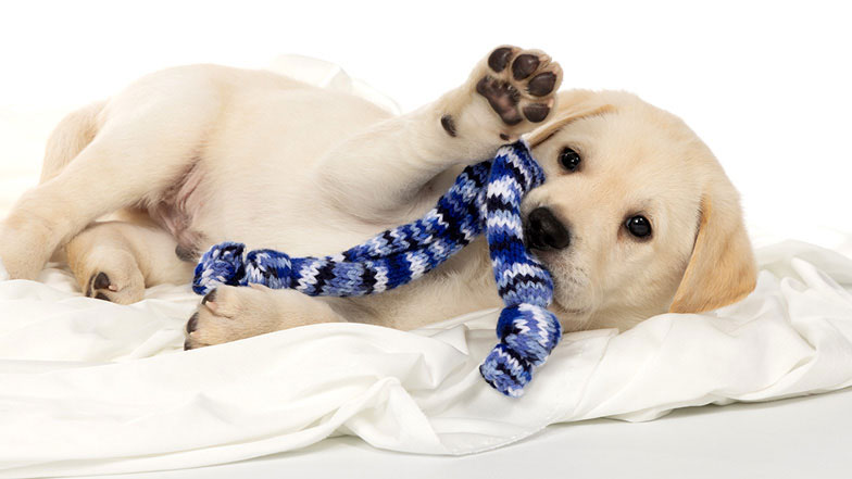 Theo playing with a rope toy holding up one paw