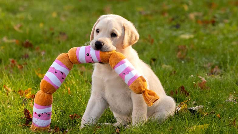 Theo sitting on grass with toy sausages in his mouth