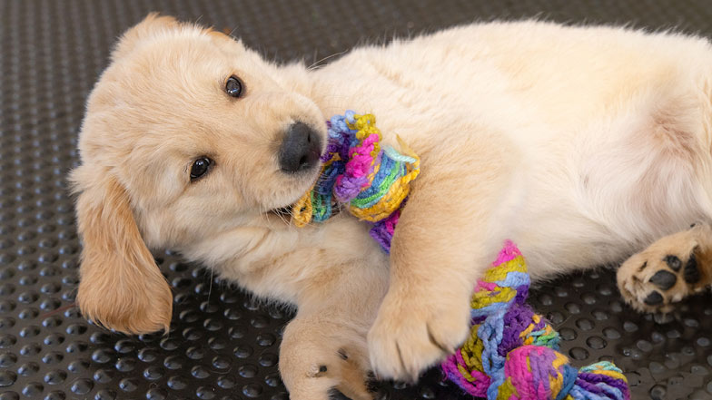 Walter chewing on a colourful tug rope toy Walter chewing on a colourful tug rope toy