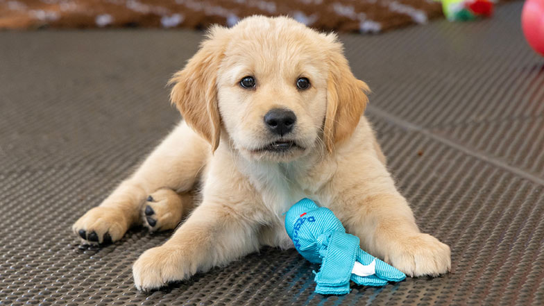 Walter lying down in our outdoor play pen looking towards camera Walter lying down in our outdoor play pen looking towards camera