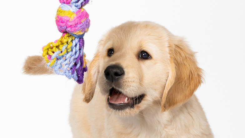 Walter looking towards his colourful tug rope toy in front of a white background Walter looking towards his colourful tug rope toy in front of a white background