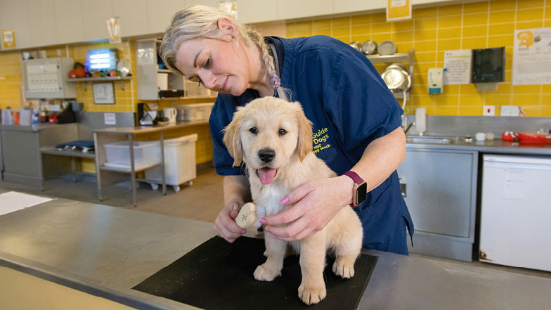 Walter being groomed by a Guide Dogs' staff member Walter being groomed by a Guide Dogs' staff member