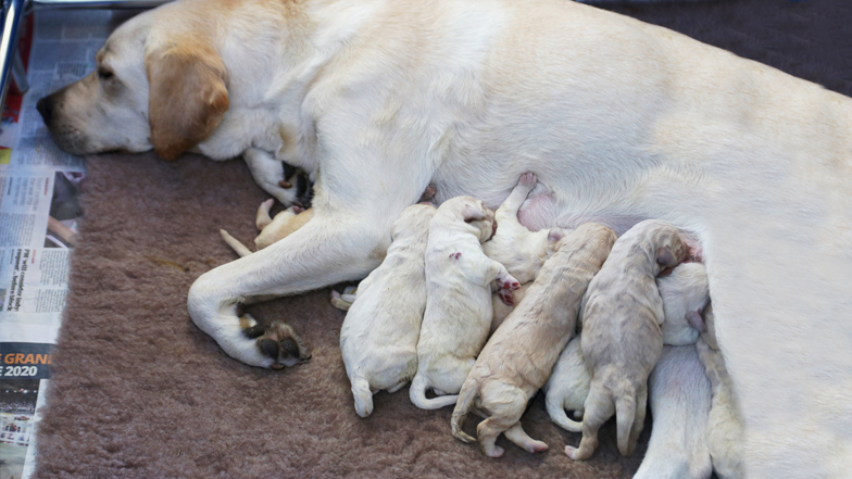 Willow as a newborn with her litter and mum Emma