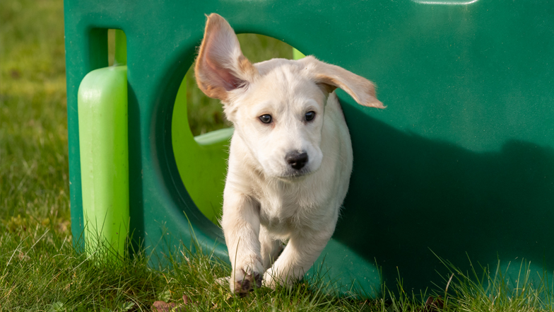 Willow running through a plastic playhouse