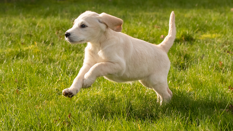 Willow running through the grass Willow running through the grass