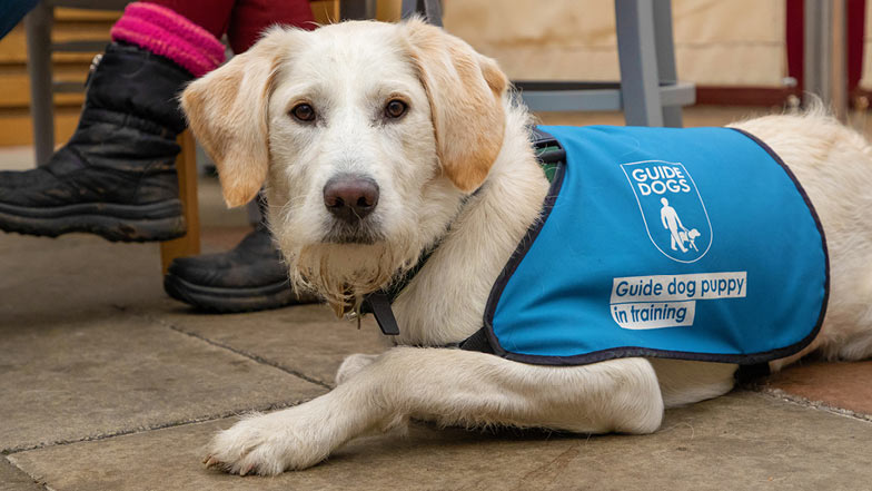 Close up of Willow wearing her blue puppy jacket