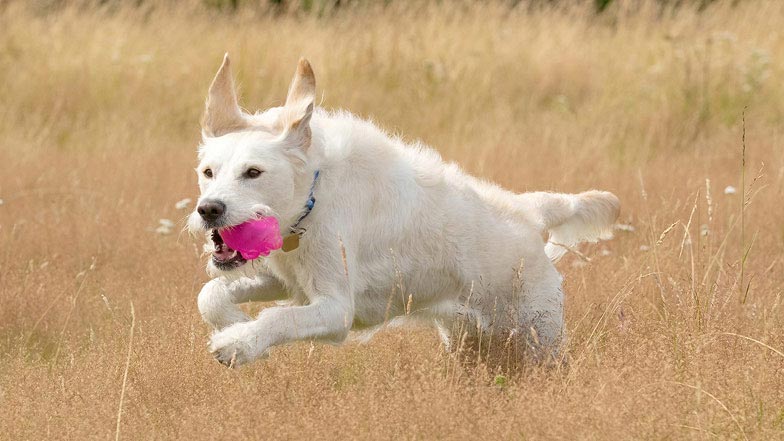 Willow free running in a field with a toy in her mouth