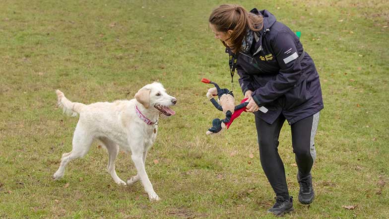 Willow playing with her trainer in a field