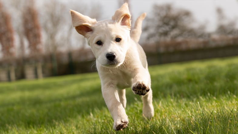 Willow running on grass with ears flapping